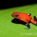 frog_dart_poison_tar_h_0713_cos1044.jpg